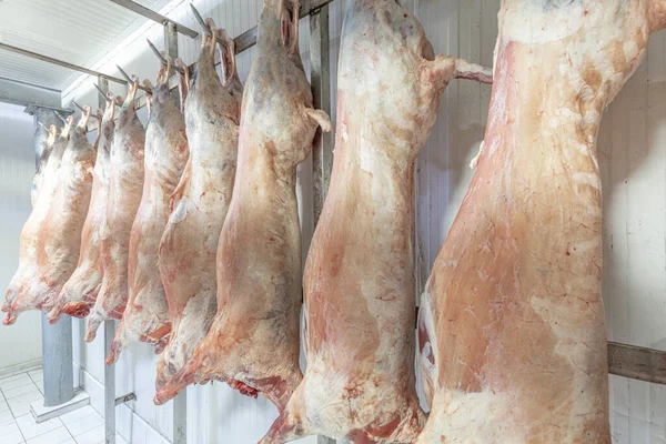 Montón Cadáveres Cordero Congelados Colgando Gancho Una Carnicería Corte Halal — Foto de Stock