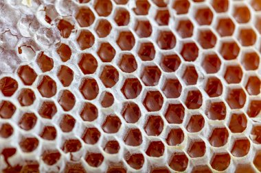 Sihirli bal peteği yakın çekim, bal toplama, bal toplama. Organik bal peteği (Türk Karakovan Balı) İstanbul, Türkiye.