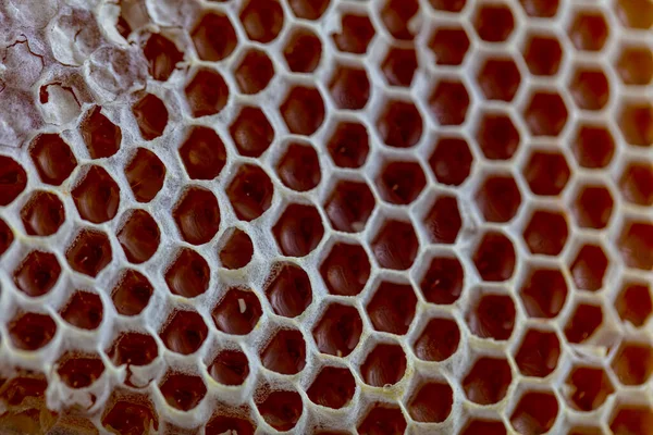 Magische Honingraat Van Dichtbij Honing Oogsten Honing Plukken Biologische Honingraat — Stockfoto
