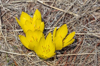 İlk bahar çiçekleri. Sarı Crocuslar, yakın plan. Bahar tasarımı için doğa konsepti.