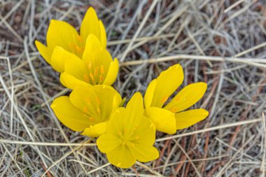İlk bahar çiçekleri. Sarı Crocuslar, yakın plan. Bahar tasarımı için doğa konsepti.