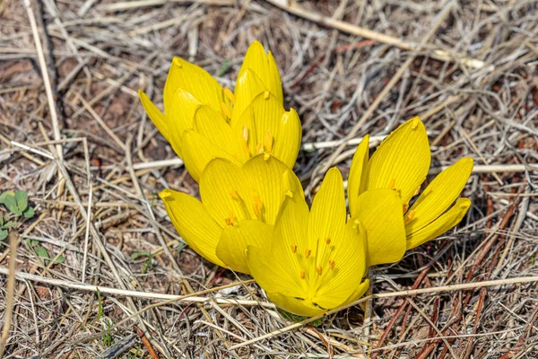 Premières Fleurs Printanières Crocus Jaunes Gros Plan Concept Nature Pour — Photo