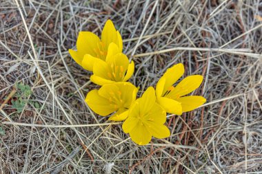 İlk bahar çiçekleri. Sarı Crocuslar, yakın plan. Bahar tasarımı için doğa konsepti.