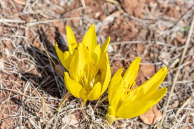 İlk bahar çiçekleri. Sarı Crocuslar, yakın plan. Bahar tasarımı için doğa konsepti.