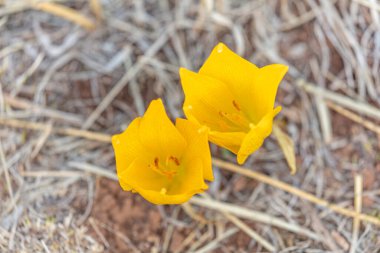 İlk bahar çiçekleri. Sarı Crocuslar, yakın plan. Bahar tasarımı için doğa konsepti.