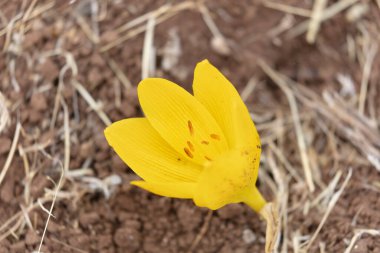 Crocus çiçeği. Crocus güneşli bir bahar günü yetiştiriyor. Bahçedeki güzel sarı çuha çiçekleri.