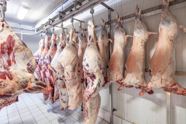 Et endüstrisi, dondurucuda sallanan etler. Kuzu leşleri ve sığırlar kesilip bir mezbahada asılmış. Helal kesimi.