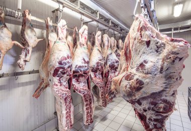 Et endüstrisi, dondurucuda sallanan etler. Kuzu leşleri ve sığırlar kesilip bir mezbahada asılmış. Helal kesimi.