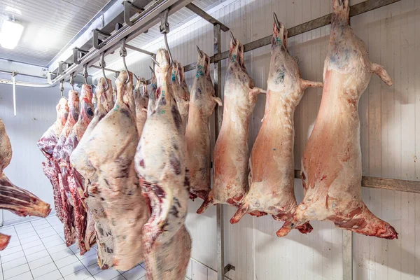 Βιομηχανία Κρέατος Κρέατα Που Κρέμονται Στο Ψυγείο Σφάγια Αρνιών Και — Φωτογραφία Αρχείου