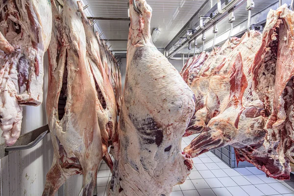 market,animal,fresh,food,freezer,deep,raw,meat,beef,hanging,hooked,cold,storage,  meat, flesh, food, blood, clean, carcase, carcass, beef, bovine, skin,  flay, raw, butchering, cut, meat, blood, hoist, Stock Photo
