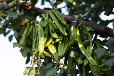 Keçiboynuzu ağacı. Ceratonia silikası, keçiboynuzu ağacı ya da keçiboynuzu çalısı olarak bilinir. Tohumları ve yaprakları olan sağlıklı organik keçiboynuzu tohumları. Sağlıklı beslenme.