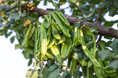 Keçiboynuzu ağacı. Ceratonia silikası, keçiboynuzu ağacı ya da keçiboynuzu çalısı olarak bilinir. Tohumları ve yaprakları olan sağlıklı organik keçiboynuzu tohumları. Sağlıklı beslenme.