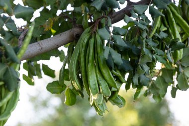 Keçiboynuzu ağacı. Ceratonia silikası, keçiboynuzu ağacı ya da keçiboynuzu çalısı olarak bilinir. Tohumları ve yaprakları olan sağlıklı organik keçiboynuzu tohumları. Sağlıklı beslenme.