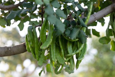 Keçiboynuzu ağacı. Ceratonia silikası, keçiboynuzu ağacı ya da keçiboynuzu çalısı olarak bilinir. Tohumları ve yaprakları olan sağlıklı organik keçiboynuzu tohumları. Sağlıklı beslenme.