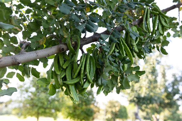 Carob Tree Ceratonia Siliqua Obecně Známý Jako Karob Nebo Keř — Stock fotografie