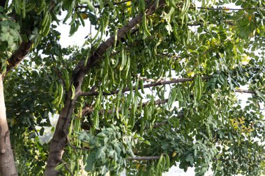 Keçiboynuzu ağacı. Ceratonia silikası, keçiboynuzu ağacı ya da keçiboynuzu çalısı olarak bilinir. Tohumları ve yaprakları olan sağlıklı organik keçiboynuzu tohumları. Sağlıklı beslenme.