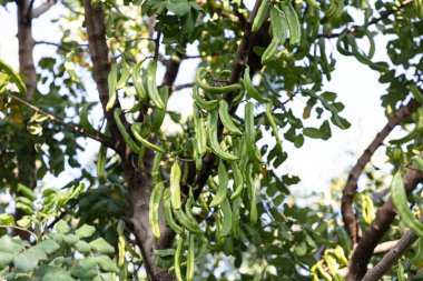 Keçiboynuzu ağacı. Ceratonia silikası, keçiboynuzu ağacı ya da keçiboynuzu çalısı olarak bilinir. Tohumları ve yaprakları olan sağlıklı organik keçiboynuzu tohumları. Sağlıklı beslenme.