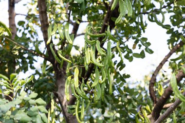 Keçiboynuzu ağacı. Ceratonia silikası, keçiboynuzu ağacı ya da keçiboynuzu çalısı olarak bilinir. Tohumları ve yaprakları olan sağlıklı organik keçiboynuzu tohumları. Sağlıklı beslenme.