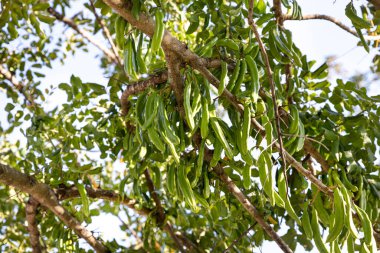 Keçiboynuzu ağacı. Ceratonia silikası, keçiboynuzu ağacı ya da keçiboynuzu çalısı olarak bilinir. Tohumları ve yaprakları olan sağlıklı organik keçiboynuzu tohumları. Sağlıklı beslenme.