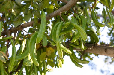Keçiboynuzu ağacı. Ceratonia silikası, keçiboynuzu ağacı ya da keçiboynuzu çalısı olarak bilinir. Tohumları ve yaprakları olan sağlıklı organik keçiboynuzu tohumları. Sağlıklı beslenme.