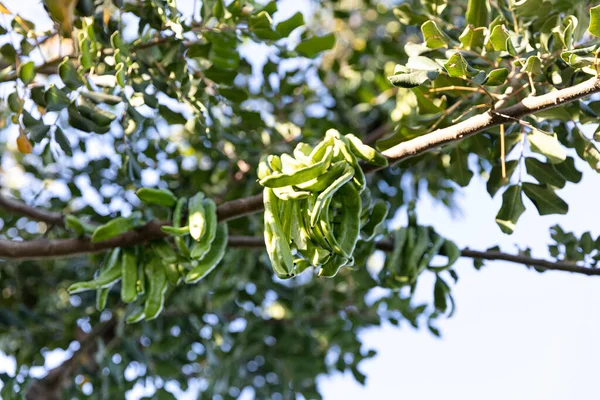 Alfarrobeira Ceratonia Siliqua Vulgarmente Conhecida Como Carob Arbusto Alfarroba Cascas — Fotografia de Stock