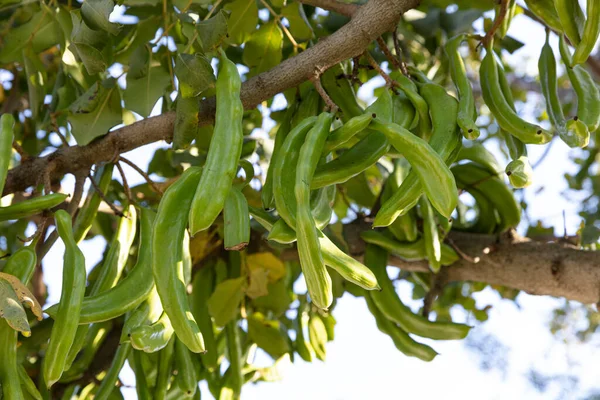 Carob Träd Ceratonia Siliqua Allmänt Känd Som Johannesbrödträdet Eller Johannesbrödbusken — Stockfoto