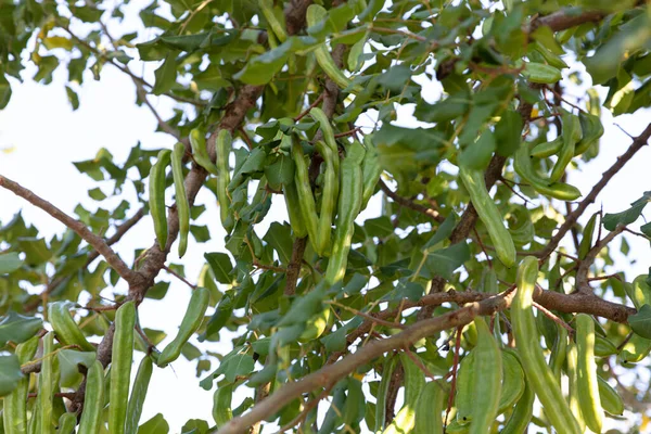 Alfarrobeira Ceratonia Siliqua Vulgarmente Conhecida Como Carob Arbusto Alfarroba Cascas — Fotografia de Stock