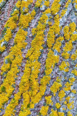 Sarı yosunlu kabuk yüzeyi. Ahşap doku. 