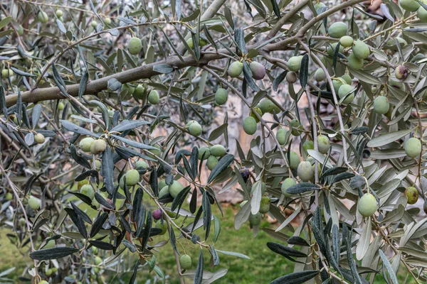 Olivträd Med Gröna Blad Trädgården — Stockfoto