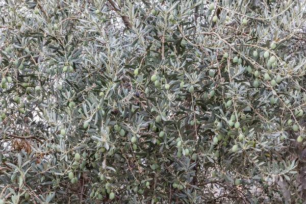 Hintergrund Von Frischem Grün Trockenen Und Getrockneten Blumen Natur — Stockfoto