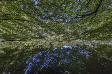 beautiful view of the forest at the summer