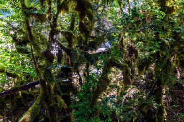 Ormanda yeşil yosun