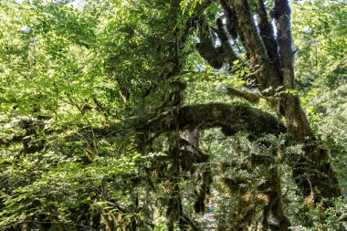 Ormanda yeşil yosun