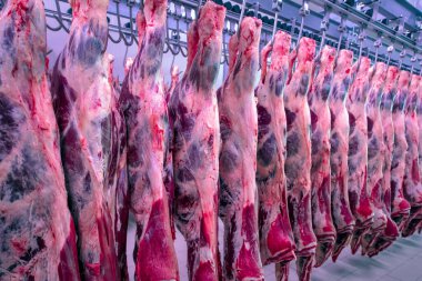Et endüstrisi, dondurucuda sallanan etler. Sığırlar kesilmiş ve mezbahada asılmış. Helal kesimi.