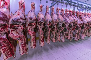 Et endüstrisi, dondurucuda sallanan etler. Sığırlar kesilmiş ve mezbahada asılmış. Helal kesimi.