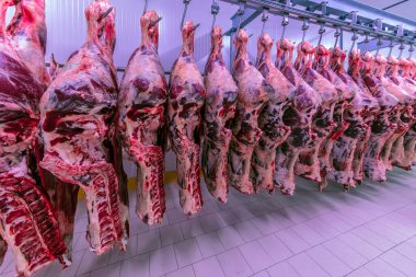 Buzdolabındaki büyük bir buzdolabında, taze asılmış yarım inek parçalarını sıraya dizin. Et endüstrisinde. Helal kesimi.