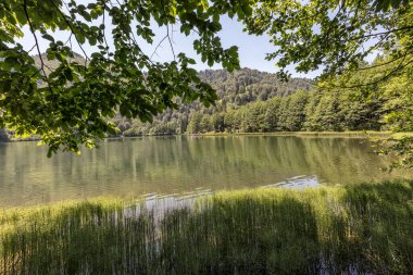 Göl ve ormanlı güzel bir manzara.