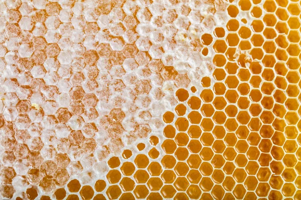 Close Honey Texture Background — Stock Photo, Image