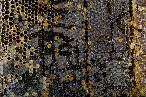 Zbliżenie Plastra Miodu Pszczołą — Zdjęcie stockowe