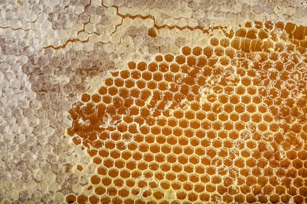 Zoete Honingraat Geïsoleerd Witte Bijenproducten Door Biologische Natuurlijke Ingrediënten Concept — Stockfoto