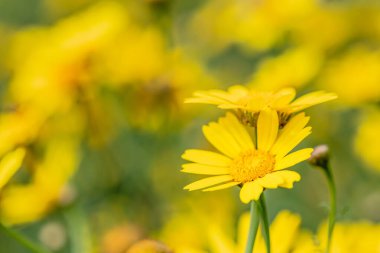 Bahçedeki sarı çiçekler