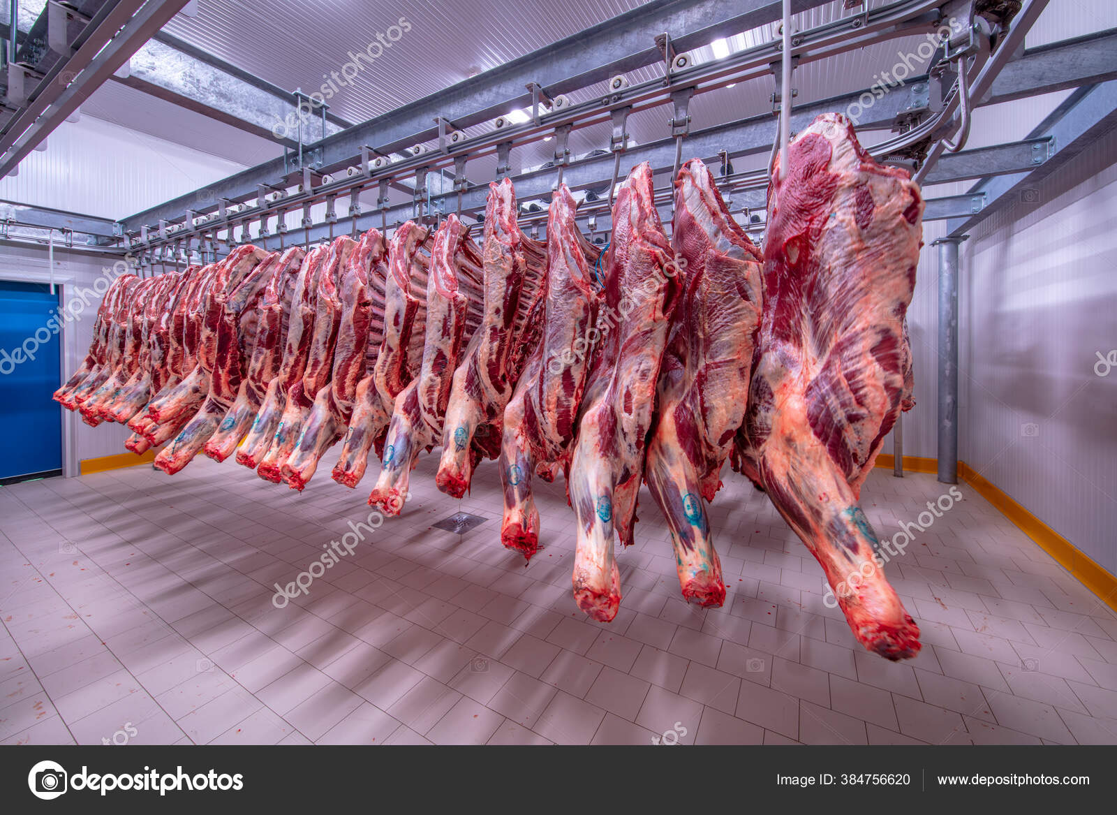 Meat Industry Meats Hanging Cold Store Cattles Cut Hanged Hook Stock Photo  by © 384756620