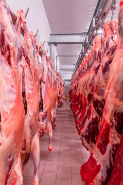 Sığırlar kesilmiş ve mezbahada asılmış. Helal kesimi.