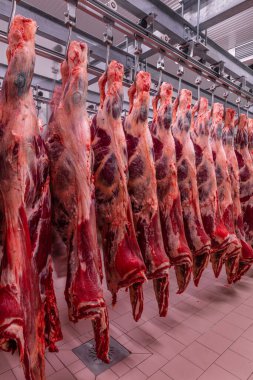 Sığırlar kesilmiş ve mezbahada asılmış. Helal kesimi.
