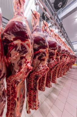 Sığırlar kesilmiş ve mezbahada asılmış. Helal kesimi.