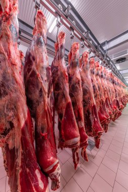 Sığırlar kesilmiş ve mezbahada asılmış. Helal kesimi.