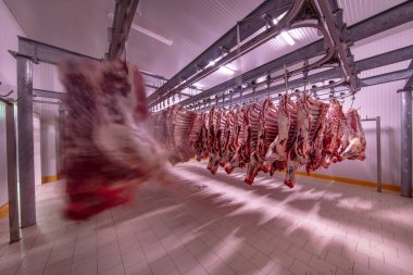 Et endüstrisi, dondurucuda sallanan etler. Sığırlar kesilmiş ve mezbahada asılmış. Helal kesimi.