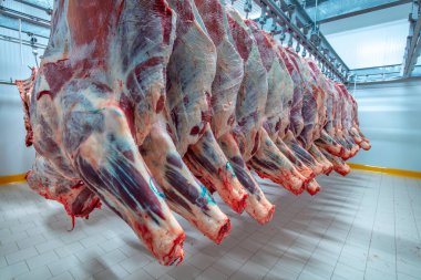Et endüstrisi, dondurucuda sallanan etler. Sığırlar kesilmiş ve mezbahada asılmış. Helal kesimi.