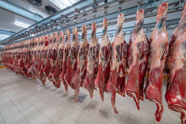 Et endüstrisi, dondurucuda sallanan etler. Sığırlar kesilmiş ve mezbahada asılmış. Helal kesimi.