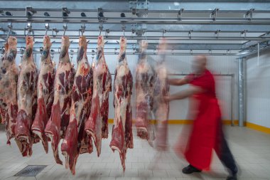 Flewischer, bir kasap dükkanının soğuk deposunda yeni katledilmiş sığır parçalarını inceliyor. Helal kesimi.